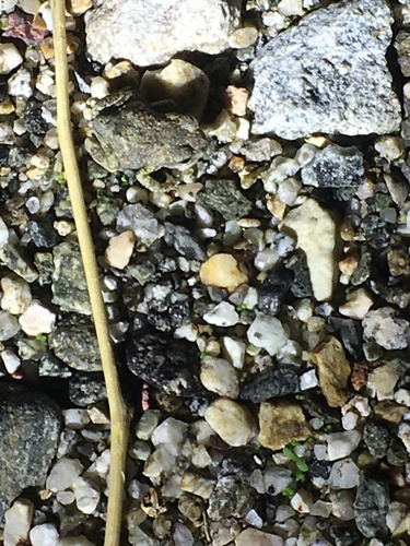 iNaturalist observation photo of Red-spotted Toad