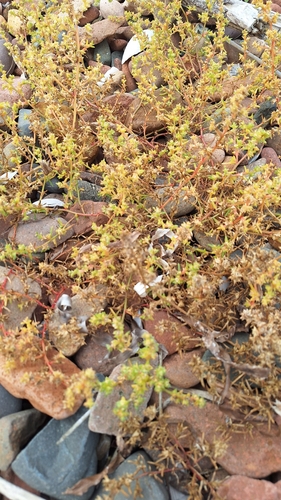 Salsola komarovii, photograph 4