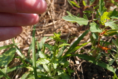 Rorippa cantoniensis