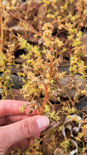 Salsola komarovii, photograph 5