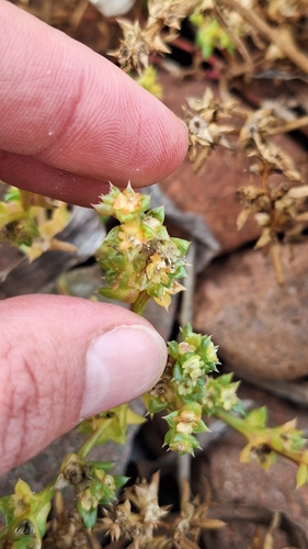 Salsola komarovii, photograph 6