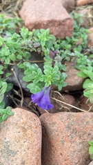 Scutellaria strigillosa, photograph (c) Violetta Dzizyurova, some rights reserved (CC BY)