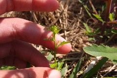 Rorippa cantoniensis