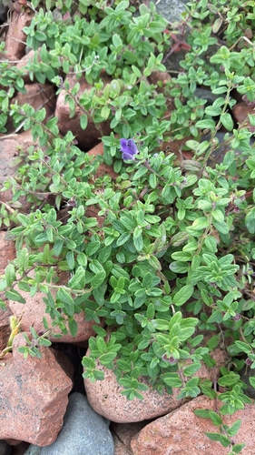Scutellaria strigillosa, photograph 4