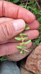 Scutellaria strigillosa, photograph (c) Violetta Dzizyurova, some rights reserved (CC BY)