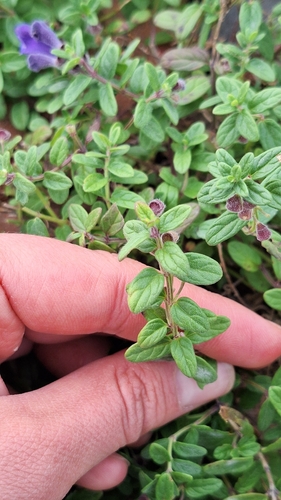 Scutellaria strigillosa, photograph 6