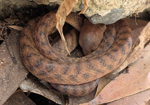 Brown Tree Snake sighting