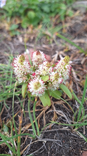 Maximowicz’s orostachys (Orostachys maximowiczii)