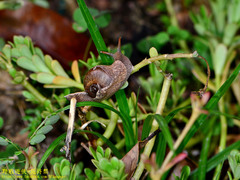 Ratnadvipia irradians