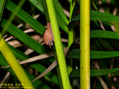 Ratnadvipia irradians