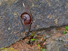Ratnadvipia irradians