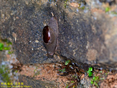 Ratnadvipia irradians