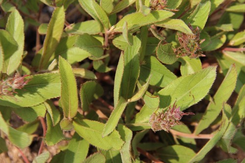 Acalypha polymorpha image