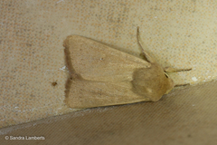 Mythimna alopecuri