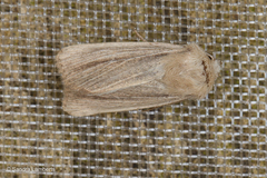 Mythimna congrua