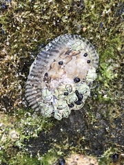 Siphonaria capensis