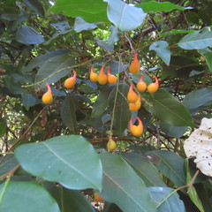 Mischocarpus exangulatus