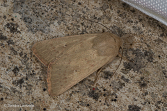 Mythimna alopecuri