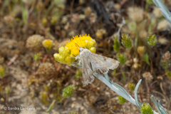 Heliothis nubigera