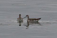 Phalaropus tricolor