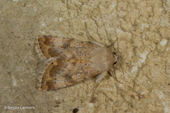Heliothis nubigera