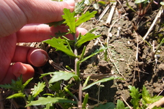 Rorippa cantoniensis