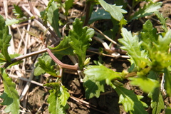 Rorippa cantoniensis