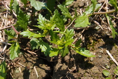 Rorippa cantoniensis