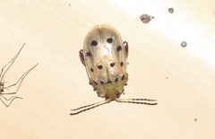 Walterianella durangoensis