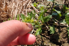 Rorippa cantoniensis