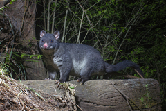 Short-Eared Brush-Tailed Possum photo 1
