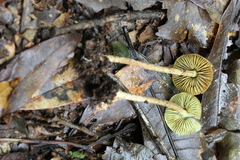 Lepiota trichroma