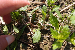 Rorippa cantoniensis