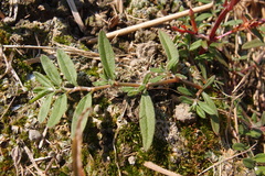 Polygonum plebeium
