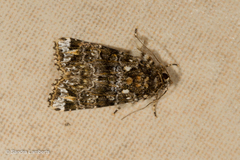 Callopistria latreillei