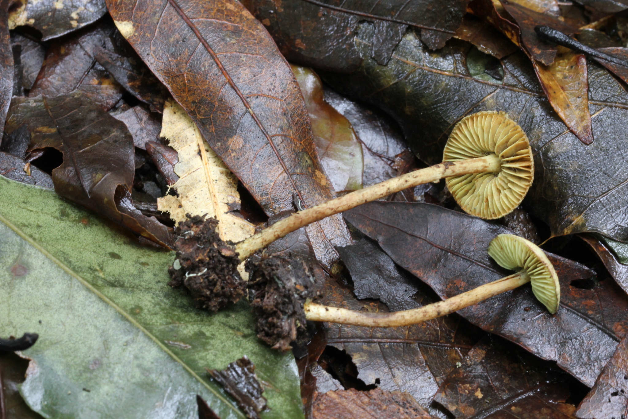 Lepiota trichroma image