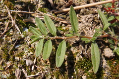 Polygonum plebeium
