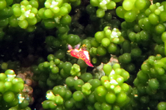 Polycera maddoxi
