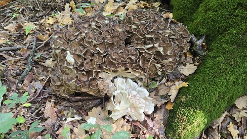 hen of the woods
