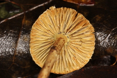 Lepiota trichroma