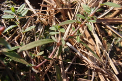 Polygonum plebeium