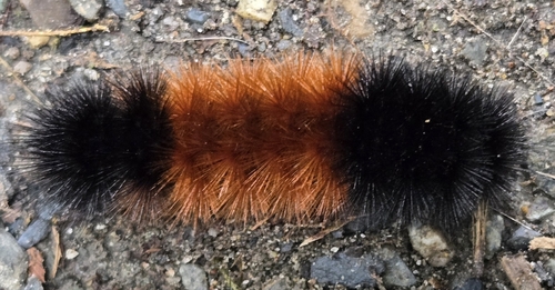 Isabella Tiger Moth