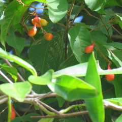 Mischocarpus exangulatus