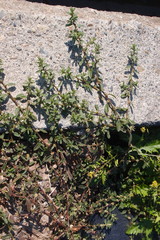 Polygonum plebeium