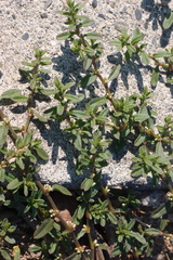 Polygonum plebeium