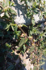 Polygonum plebeium