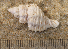 Muricopsinae