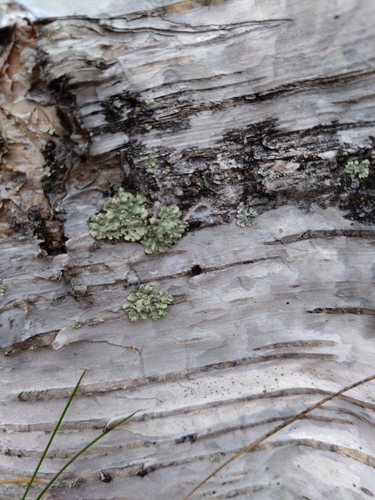 Green Starburst Lichen