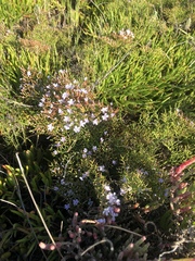 Limonium scabrum scabrum