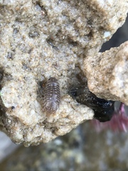 Cymothoida